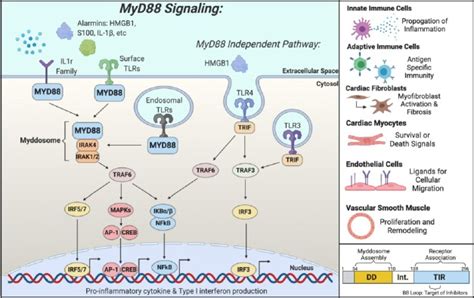 MyD88: At the heart of inflammatory signaling and cardiovascular .